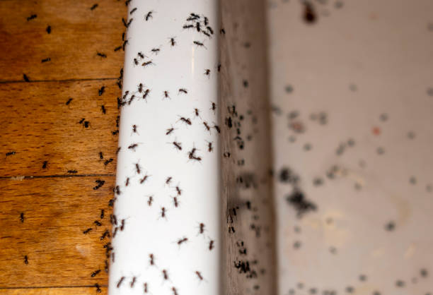 Best Pest Control Near Me  in Richlands, NC
